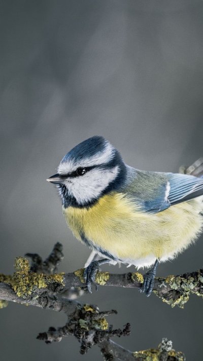 Синица лазоревка