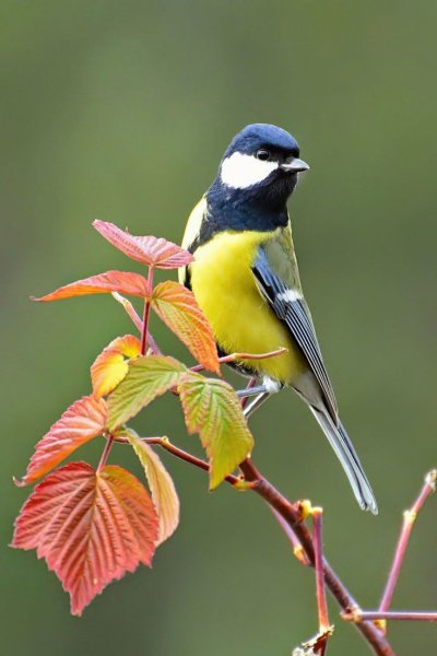 Синица лазоревка