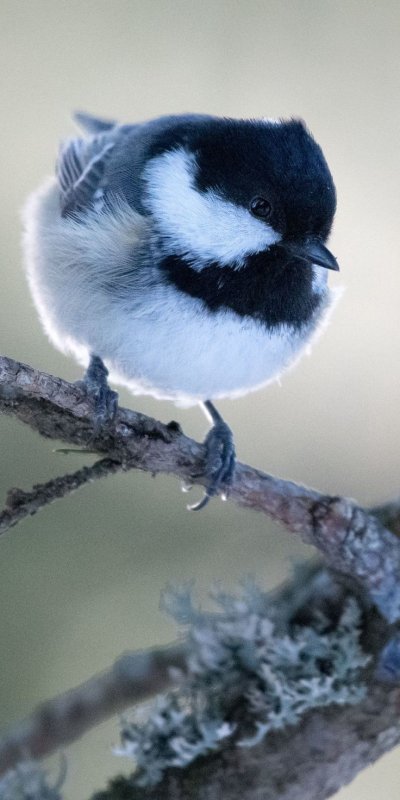 Синичка Московка