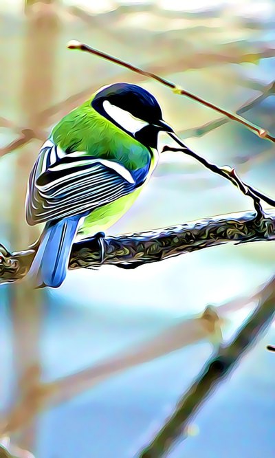 Синица лазоревка