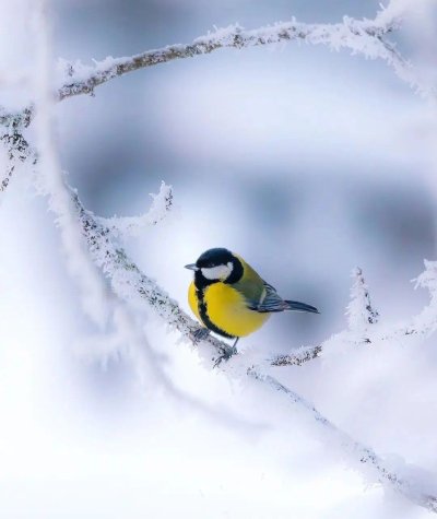 Синичка лазоревка