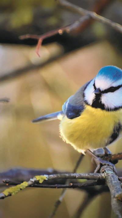 Синица лазоревка