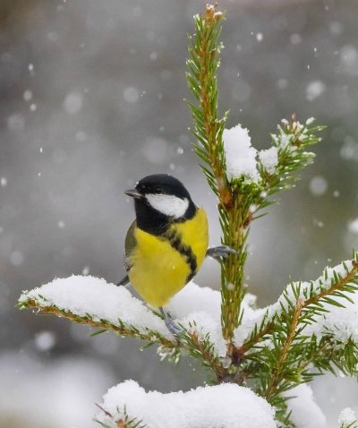 Синица лазоревка зимой