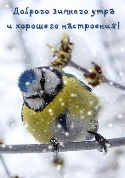 Синичка лазоревка