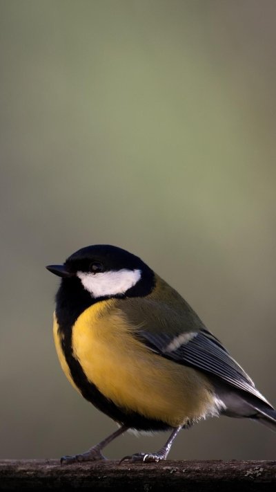 Хвост синицы