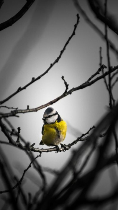 Фотообои птицы на ветвях