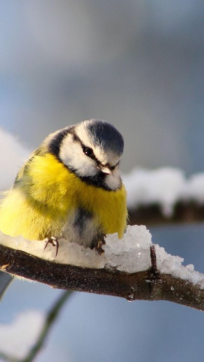 Желтогрудая лазоревка
