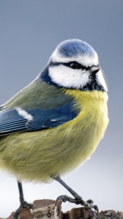 Перышки синицы