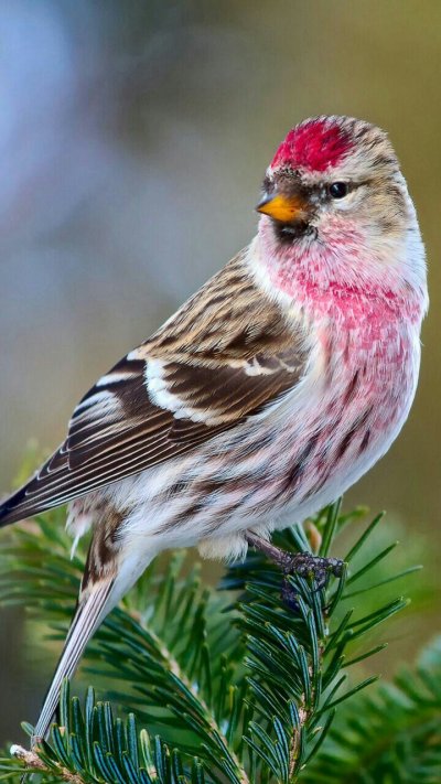 Птичка чечётка обыкновенная