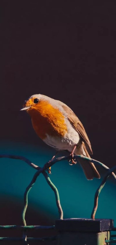 Птицы картинки