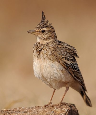 Ранняя птица