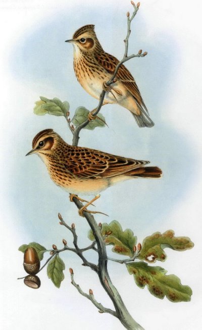 Лесной Жаворонок Воробьинообразные