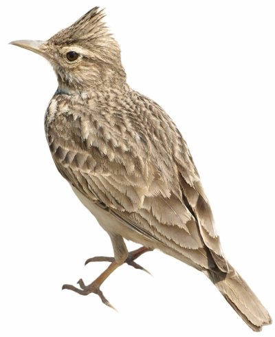 Жаворонок Перелетная птица