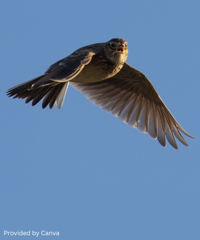 Жаворонок птица