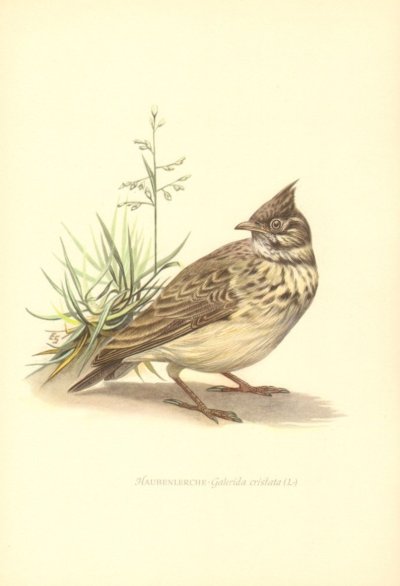 Литография птицы