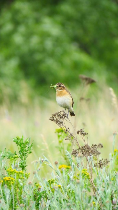 Полевка птица