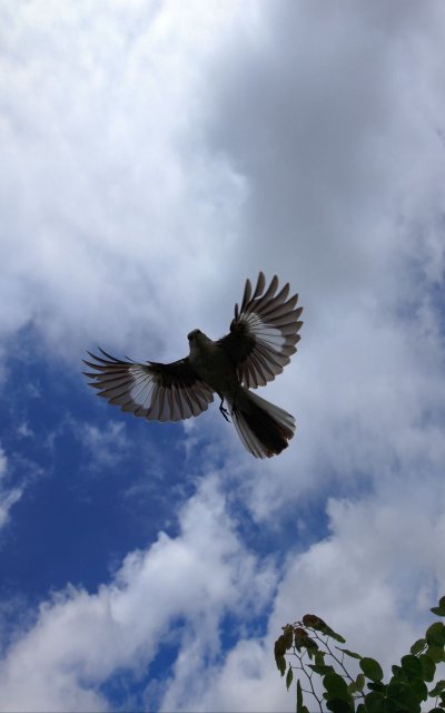 Пересмешник