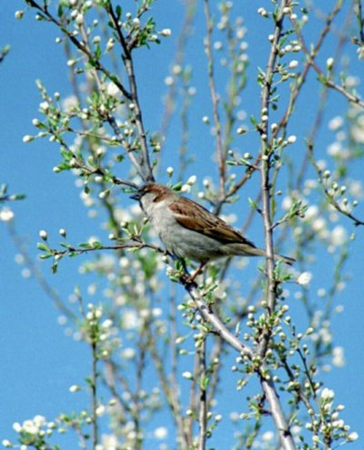 Весна птицы