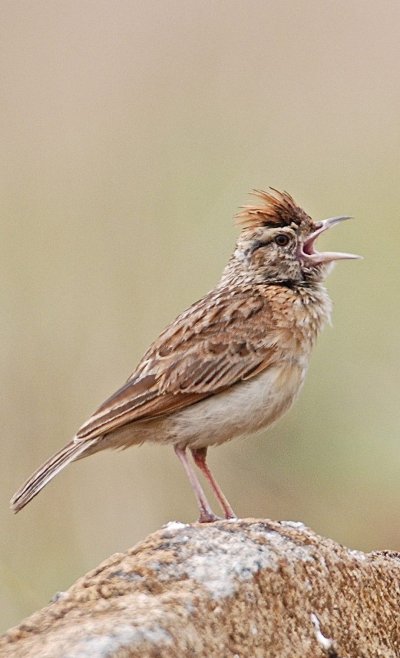 Жаворонок птица