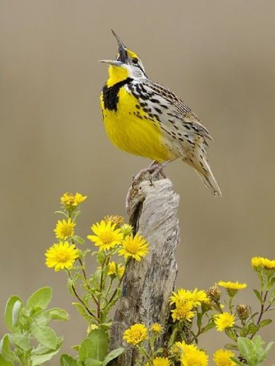 Желтая птица