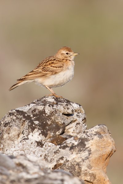 Малый Жаворонок