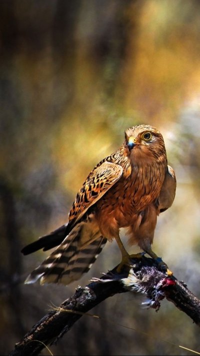 Хищные птицы