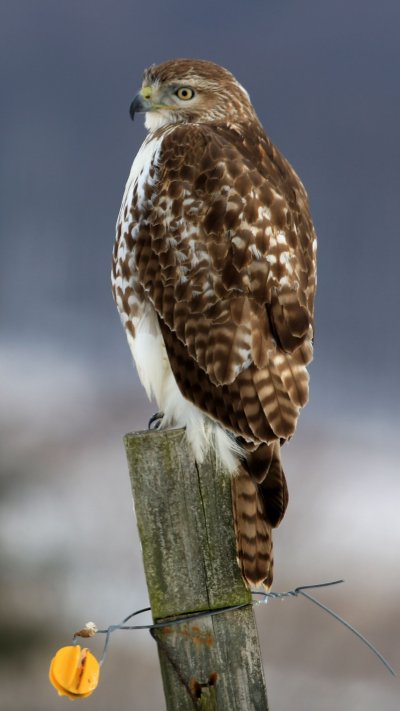 Хищные птицы Хакасии