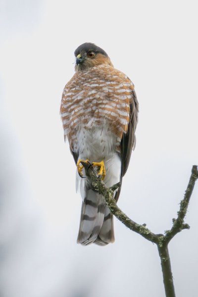 Ястреб птица