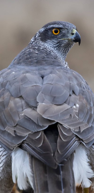 Испанский Ястребиный Орел