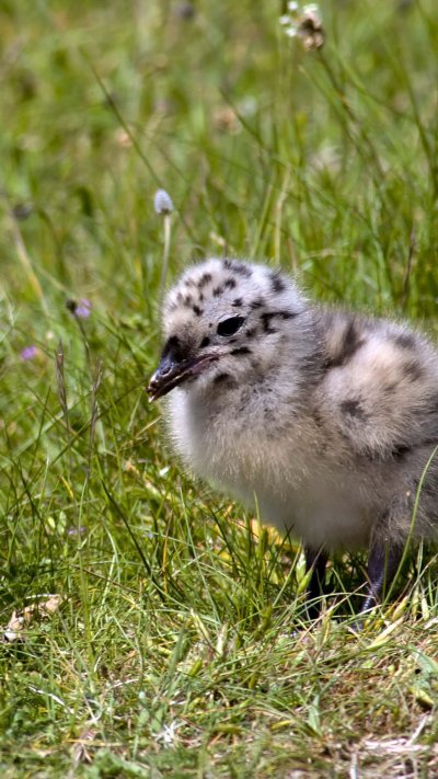Птенцы в траве