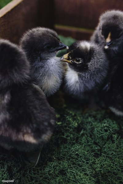 Птенцы австралорп