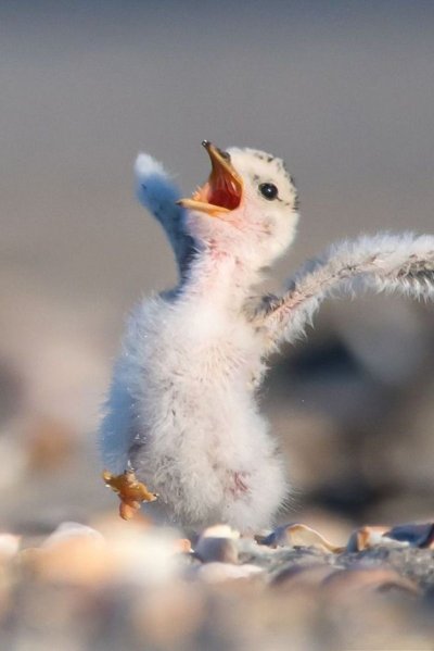 Забавные птицы