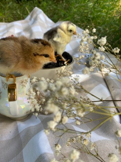 Цыплята Эстетика