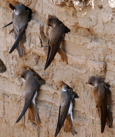 Гнездо ласточки береговушки