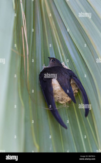 Пальмовый Стриж гнездо