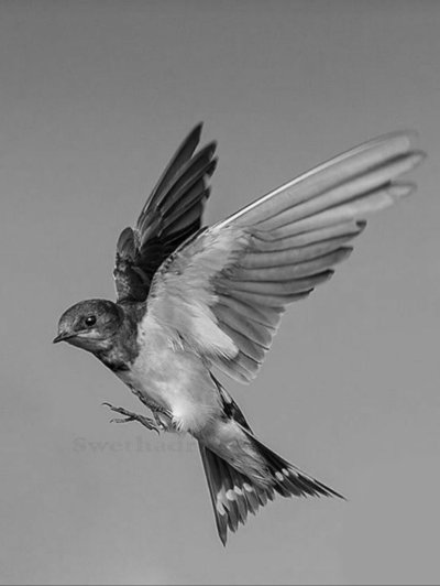 Ласточка птица