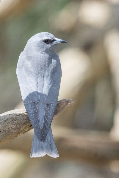 Стриж Абабиль