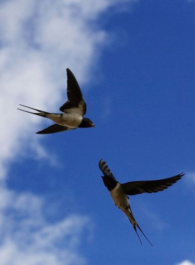 Стриж птица