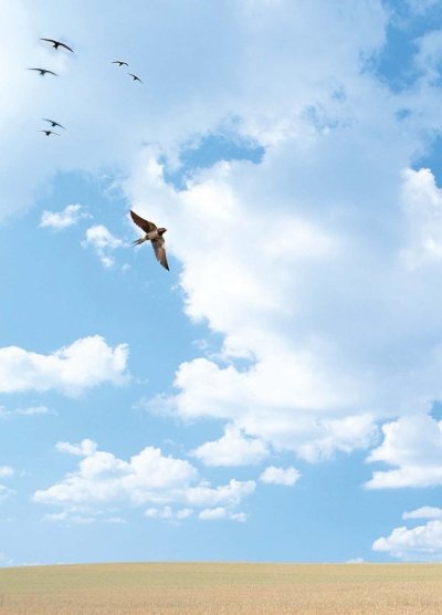 Стрижи в небе