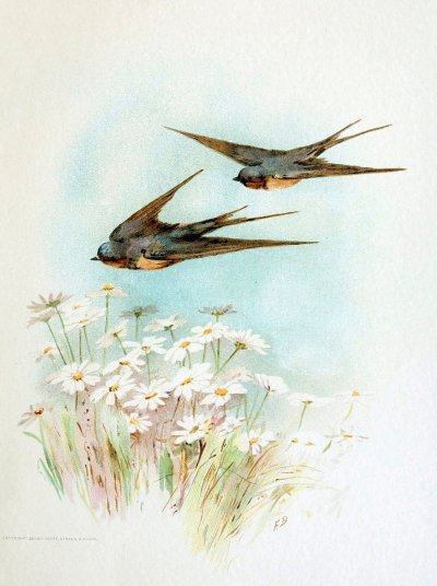 Художница Фиделия Бриджес (Fidelia Bridges)