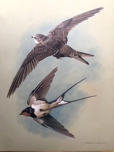 Художник Базиль Эде ласточки