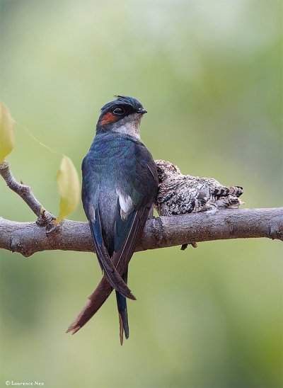 Стриж Клехо