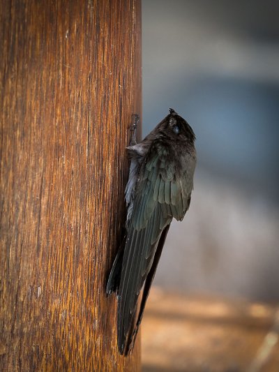 Черный Стриж в городе