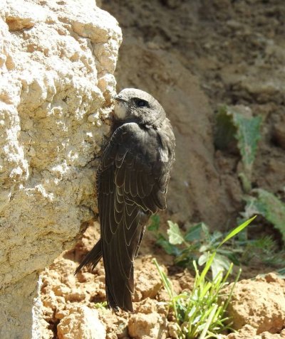 Черный Стриж – APUS APUS