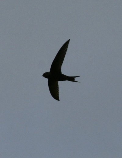 Чёрный Стриж