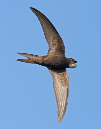 Стриж Абабиль