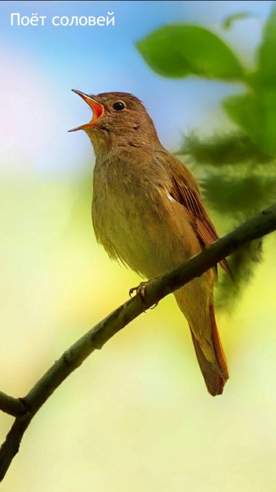 Певчие птицы Соловей