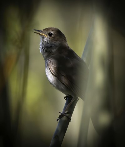 Соловей белошейка