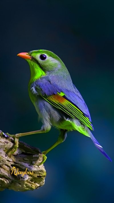 Red-billed Leiothrix