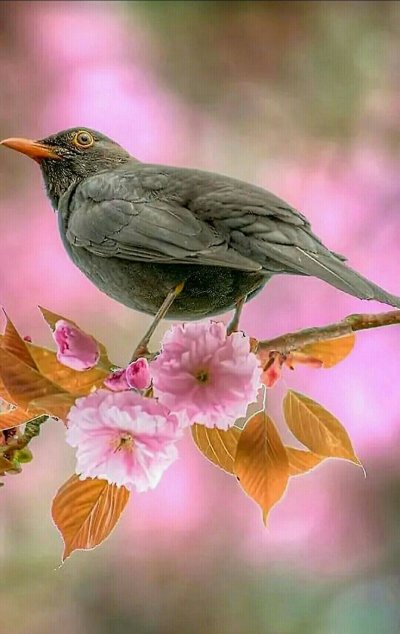 Весенний скворец